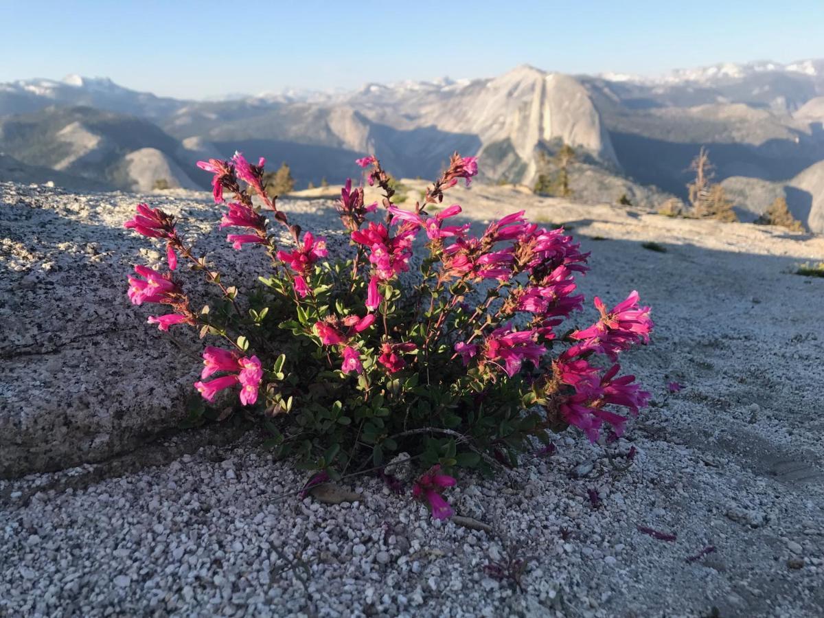 Morning Star Vista Near Yosemite - Countryside With Mountain Views Lejlighed Mariposa Eksteriør billede